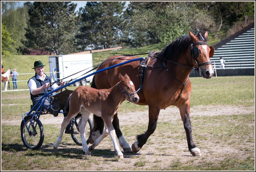 Pferd International 020